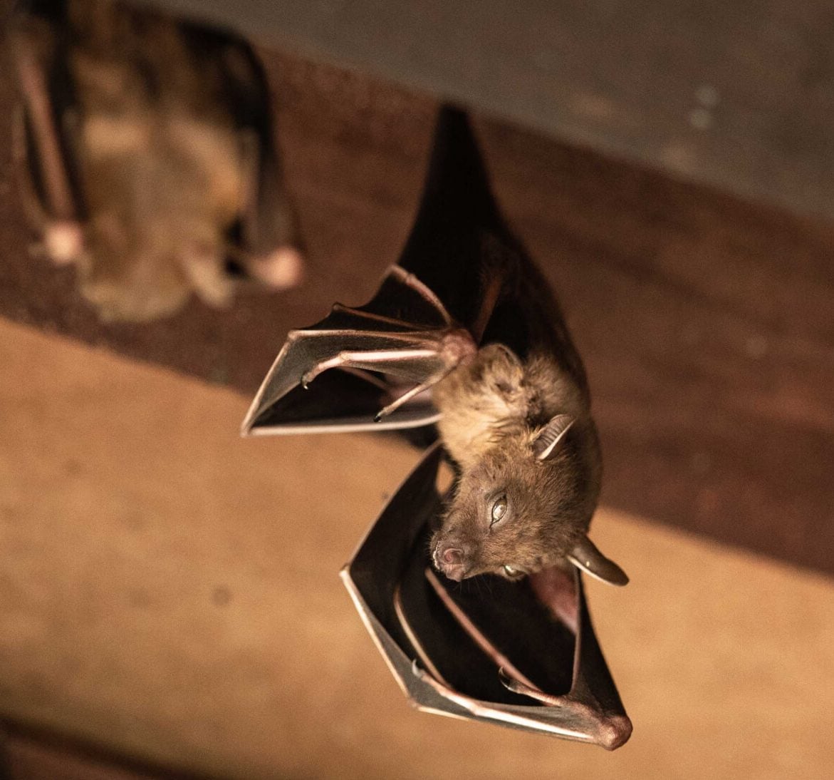 Wildlife-Bats in Timonium
